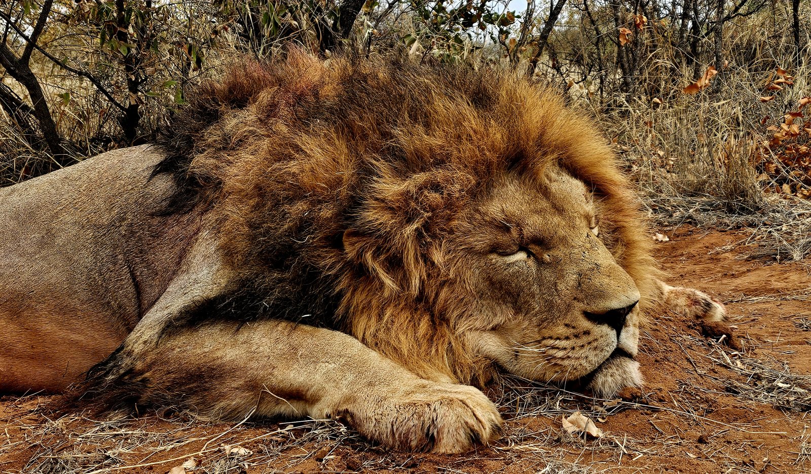 JN Safaris (27)